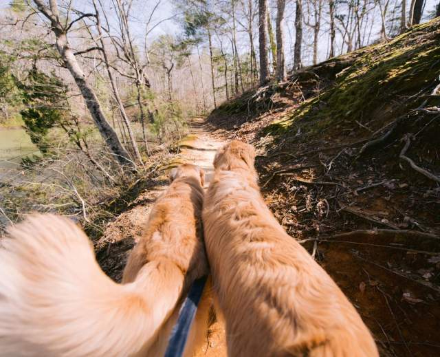 Dogs going on a hike