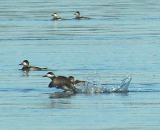 Waterfowl Walk/Watch