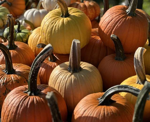 Yorktown Market Days
