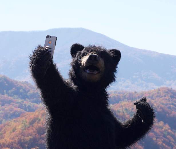 Zeno the bear