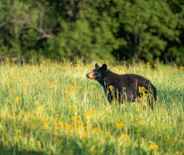 Black Bear in wildflowers