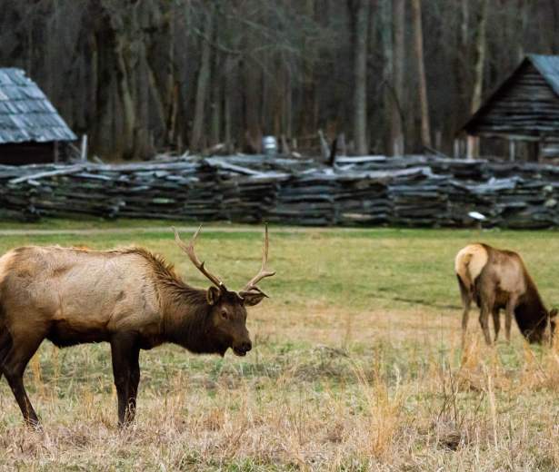 Elk grazing