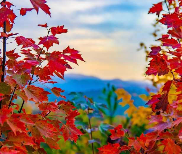 Fall colors smokies