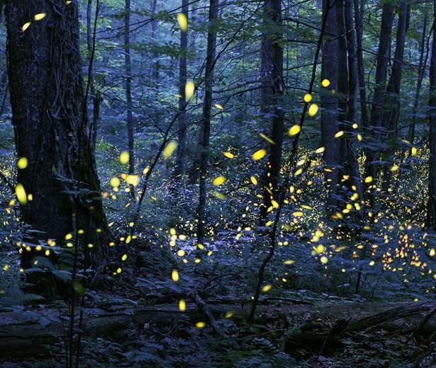 Synchronous_Fireflies_Elkmont_Photo-Credit-Radim-Schreiber-1024x677