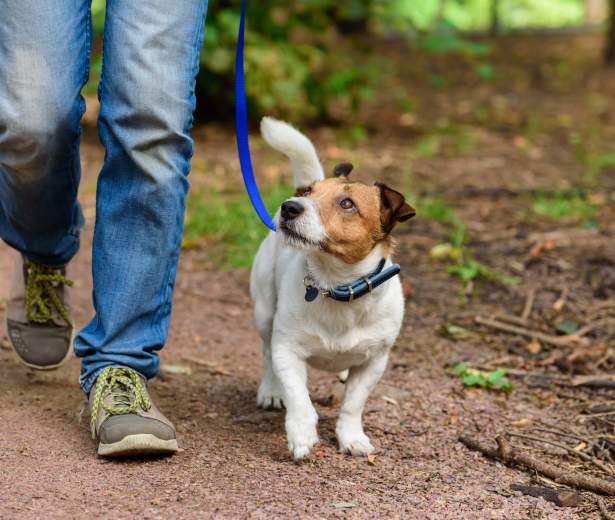 Dog on trail hiking