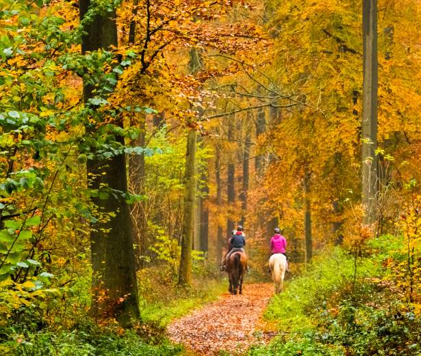 Horseback riding fall smokies