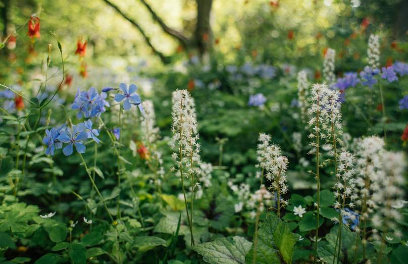Mt Cuba Wild Flower Celebration