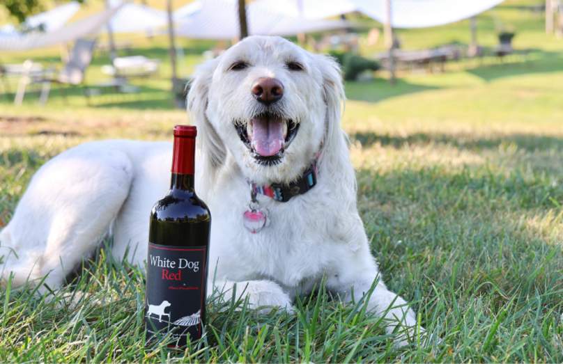 Yappy Hour at the Vineyard