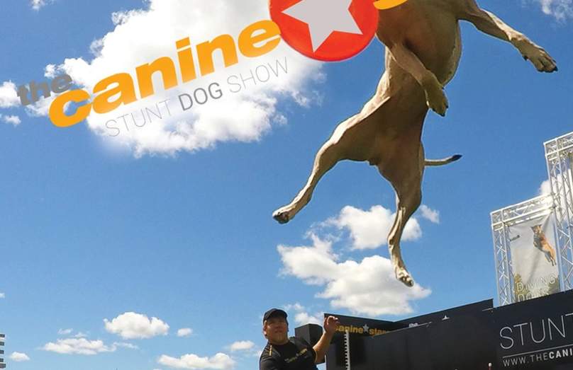 The Cannine Stars Stunt Dog Show