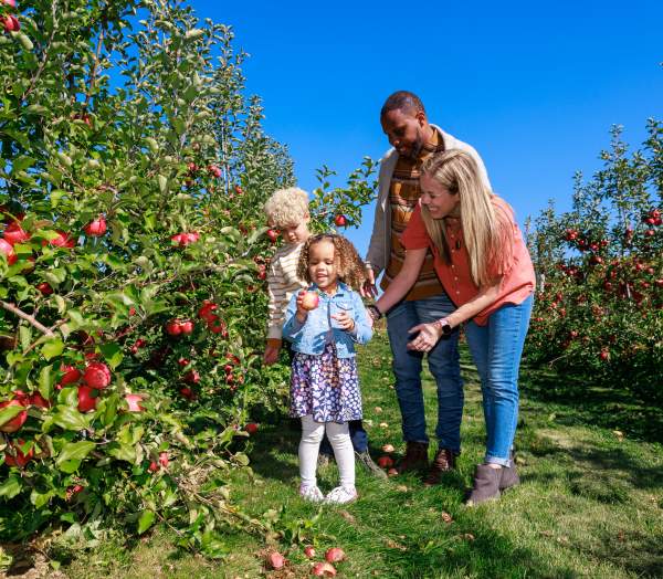 Highland Orchard