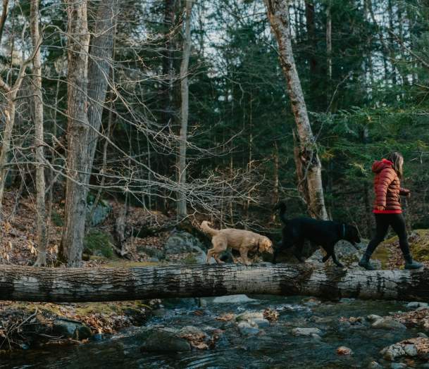 Stick Season in the Woods