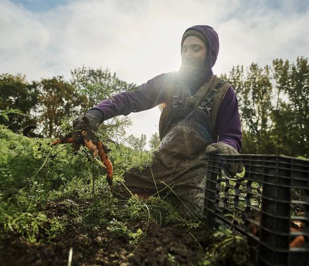 man picking farm to table fresh vegetables