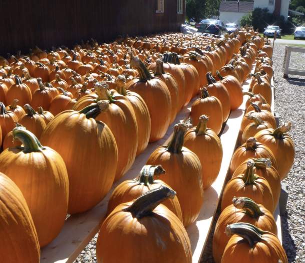 Sam Mazza's Pumpkins