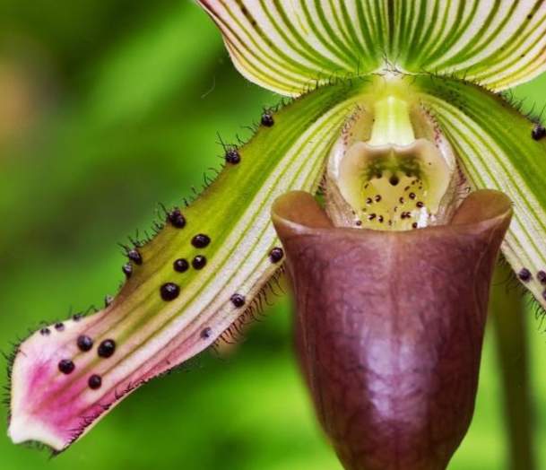 Orchids 101