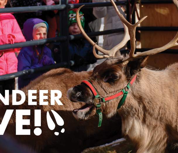 Reindeer LIVE