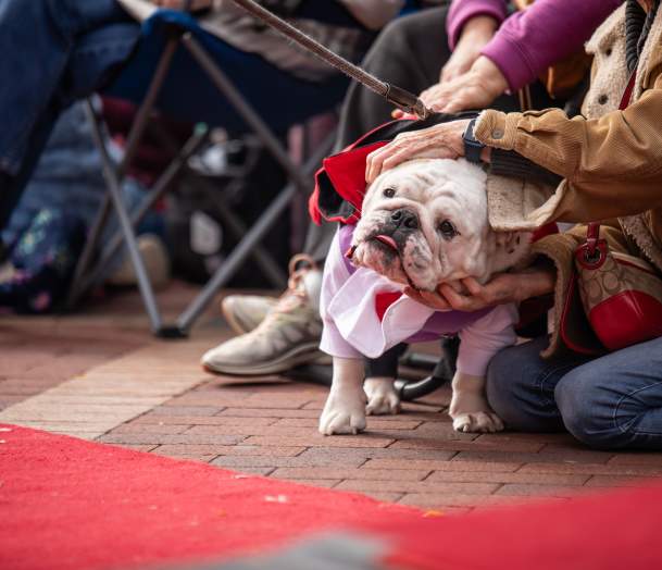 Howl'ween Dog Costume Contest