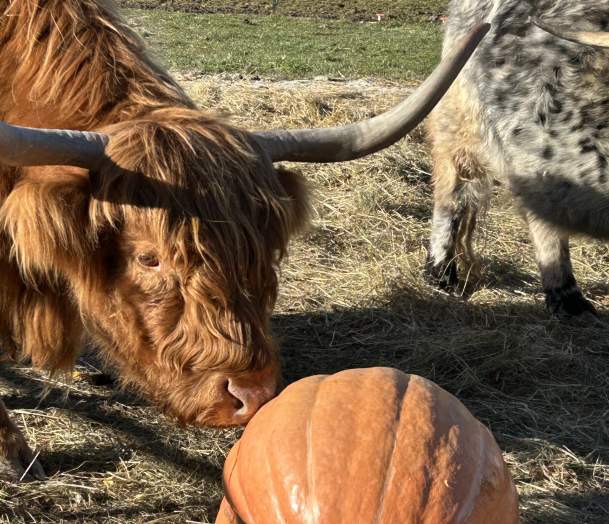 Shared Harvest at Merrymac