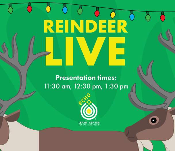 Reindeer LIVE