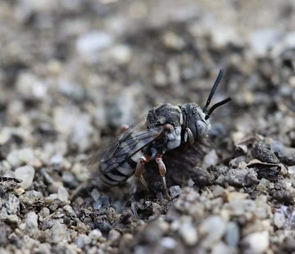 Biologist Walk: Rare Bees of the Winooski Delta