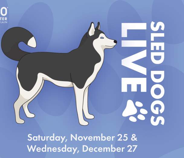 Sled Dogs LIVE