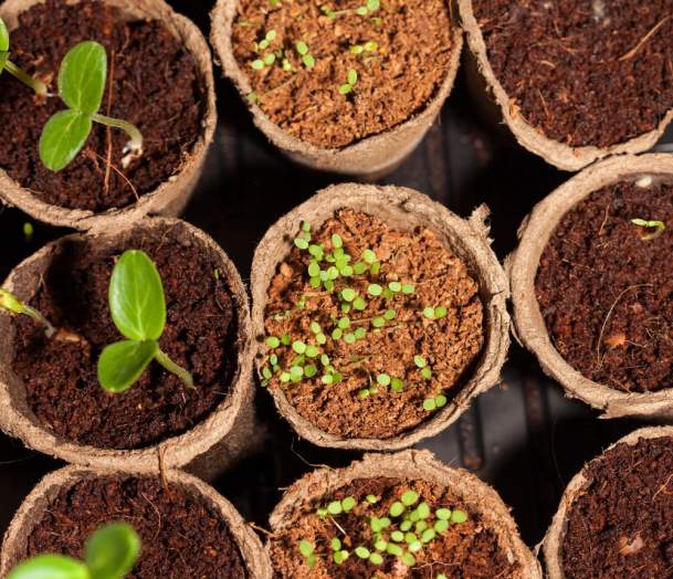 Seed Swap at Switchback