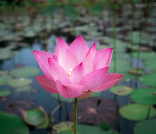 Before Hours: Mindful Morning Yoga