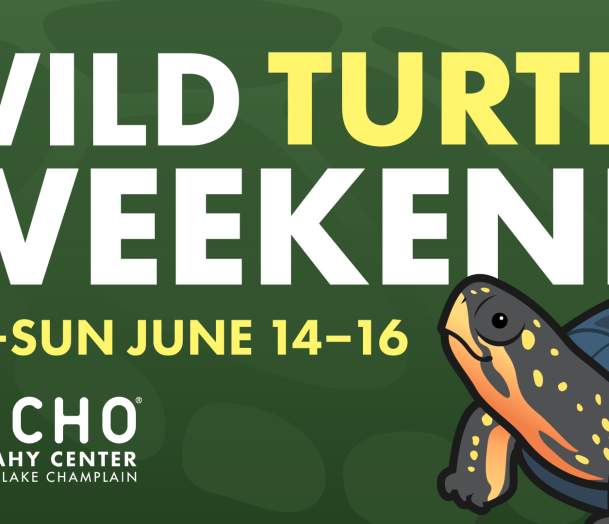 Wild Turtle Weekend