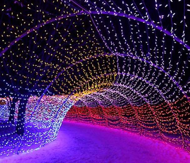 Winter Lights in the Park