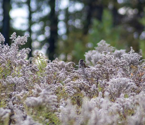 Art Gallery: "Suspended Feathers"