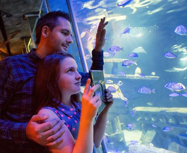 Father and daughter watch the fish in the Exploris Aquarium