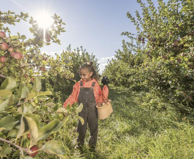 Young girl carrying a basket while apple picking in an orchard at Great Country Farms in Bluemont