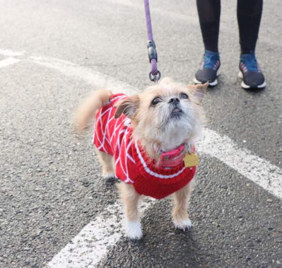 Pet Friendly Places