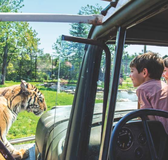 Zoo de Magnetic Hill