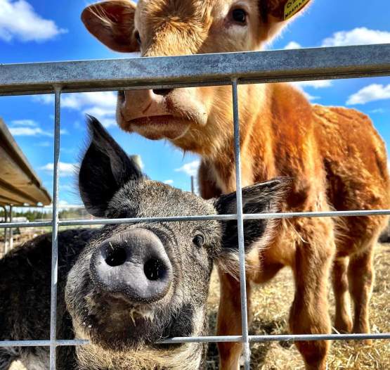 Boyle Family Farm