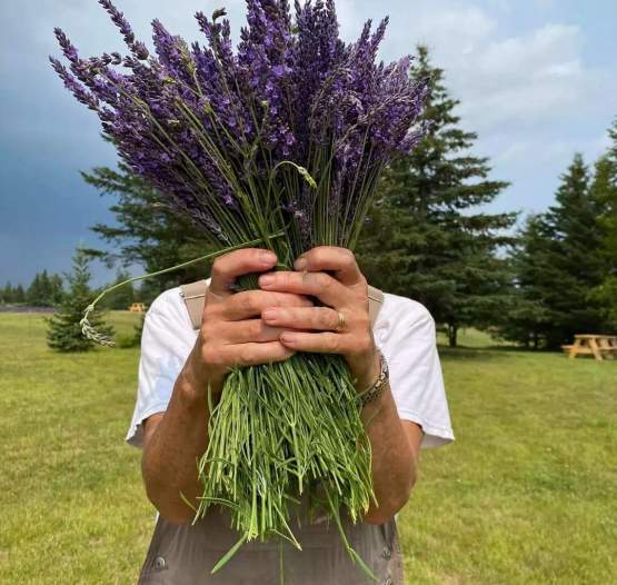 Lavender at Ocean Breeze Farm