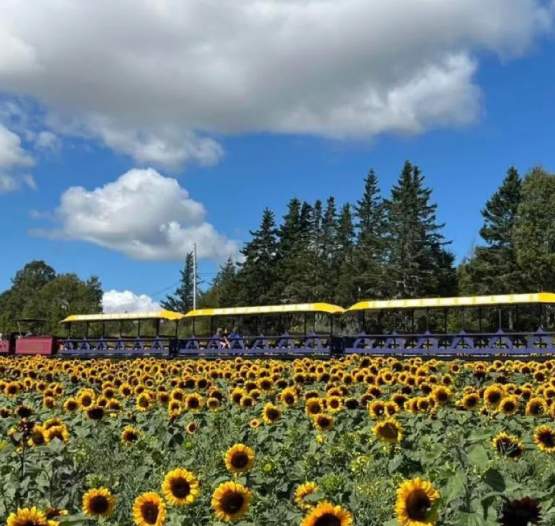 Trueman Blueberry Farms