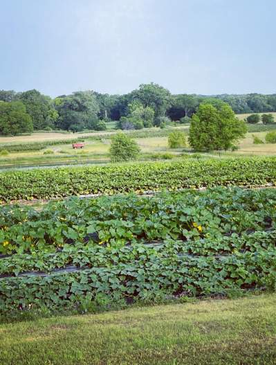 Pure Land Farm - crop fields with tree line in background
