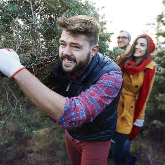 Want To Cut Your Own Tree For the Holiday?