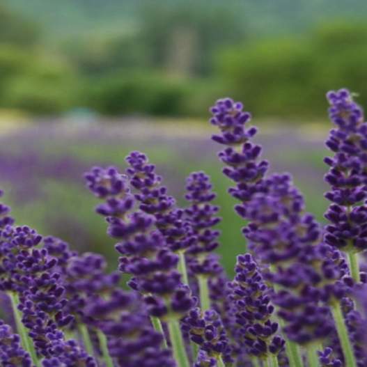 McKenzie River Lavender