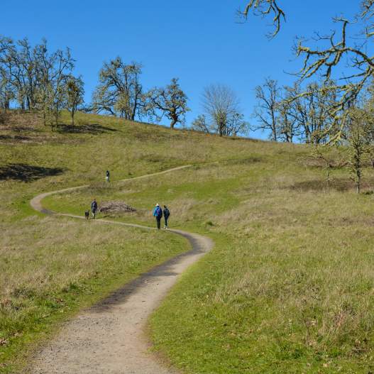 Buford Park & Mt. Pisgah Hiking Trails