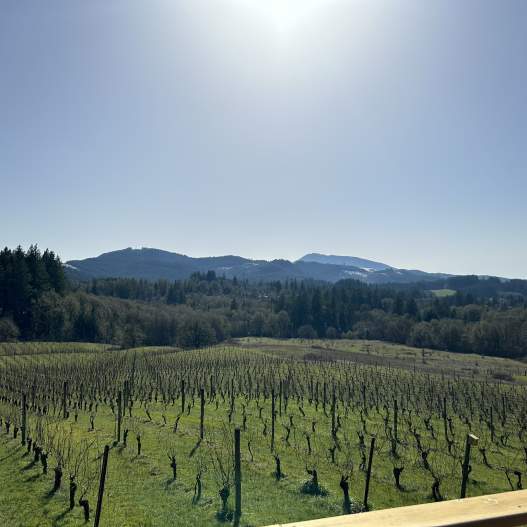 For the Love of Scenic Wine Tours