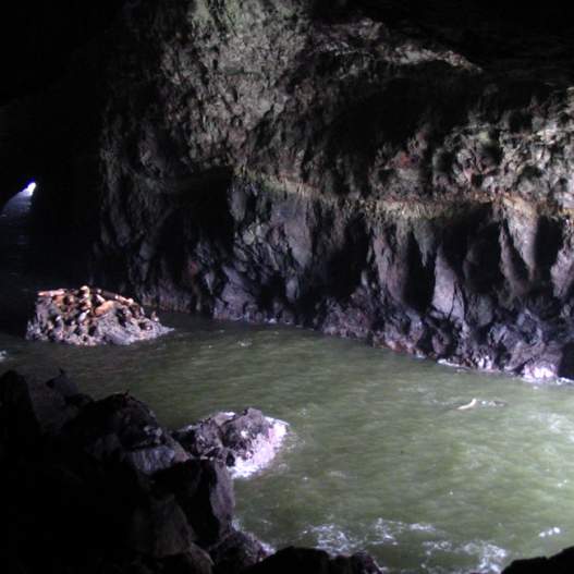 Sea Lion Caves
