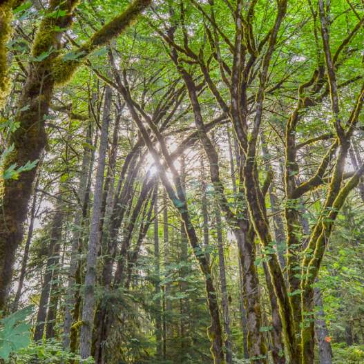 Hardesty Trail #3469