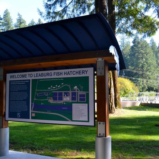 Leaburg Fish Hatchery