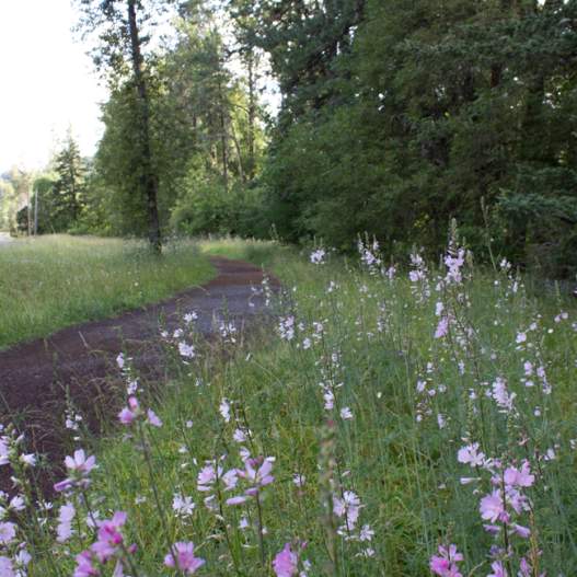 South Amazon Running Trail