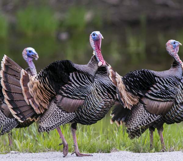 It's Spring Turkey Hunting Season!