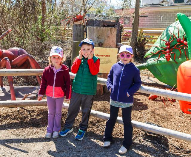 RWP Zoo - Bugs