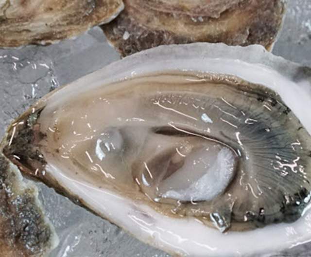 Celebrate National Oyster Day in Providence and Beyond