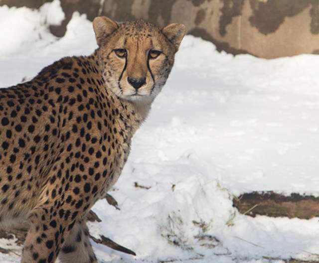 Cheetah among the snow at the Zoo in winter