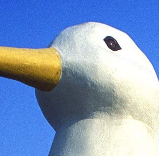 duck head
